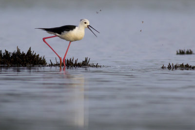 Black-winged Stilt / Steltkluut