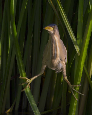 Little Bittern / Wouwaapje