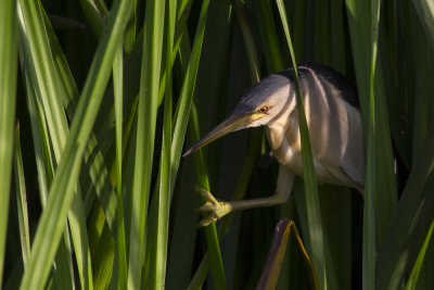 Little Bittern / Wouwaapje