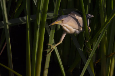 Little Bittern / Wouwaapje