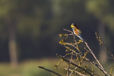 European Bee-eater / Bijeneter