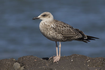 juveniel Yellow-legged Gull / juveniele Geelpootmeeuw