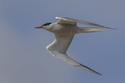 Common Tern / Visdief