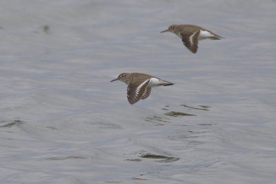 Common Sandpipers / Oeverlopers