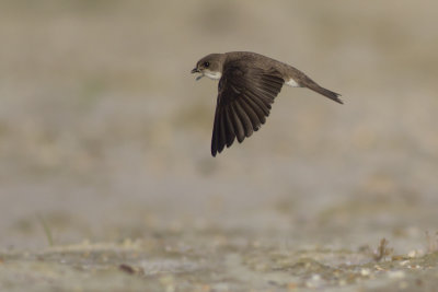 Sand Martin / Oeverzwaluw