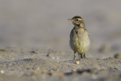 Blue-headed Wagtail / Gele Kwikstaart