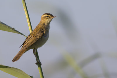 Sedge Warbler / Rietzanger