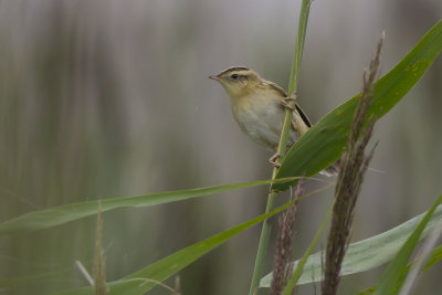 Aquatic Warbler / Waterrietzanger