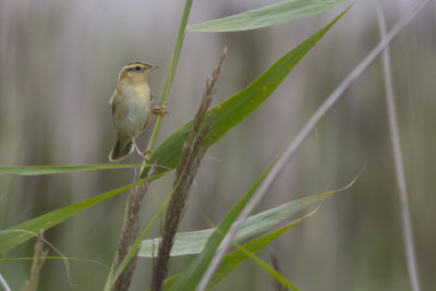 Aquatic Warbler / Waterrietzanger