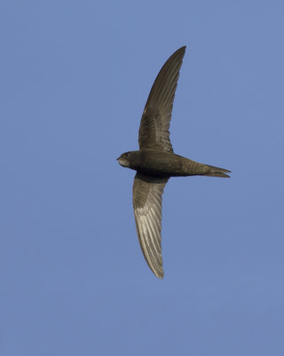 Common Swift / Gierzwaluw