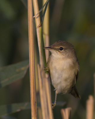 European Reed Warbler / Kleine Karekiet