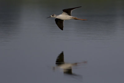 Black-winged Stilt / Steltkluut