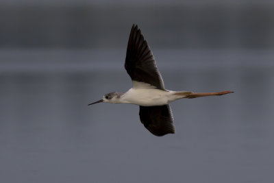 Black-winged Stilt / Steltkluut