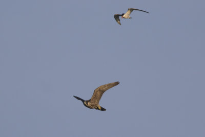 Peregrine and Common Tern / Slechtvalk en Visdief
