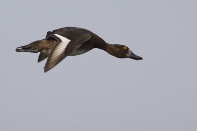 Tufted Duck / Kuifeend