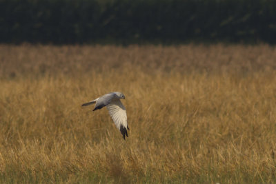 Pallid Herrier / Steppekiekendief