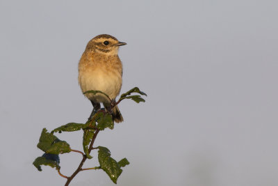 Whinchat / Paapje