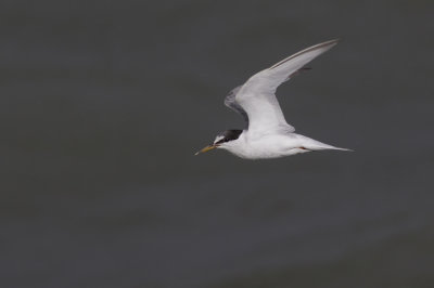 Little Tern / Dwergstern