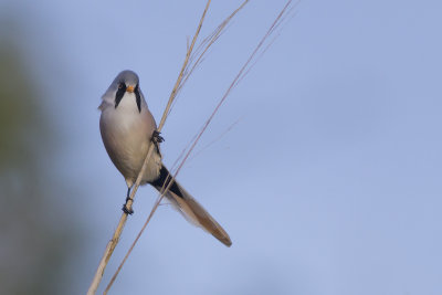 Bearded Tits / Baardmannetjes