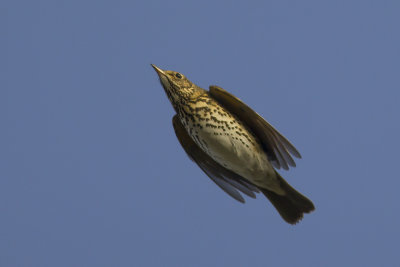 migrating Song Thrush / Zanglijster op trek