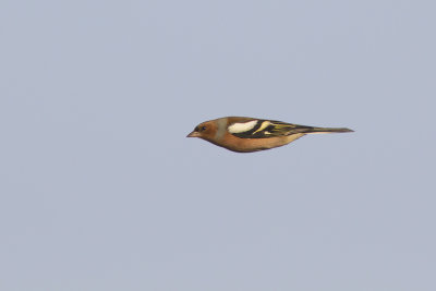 migrating Chaffinch / Vink op trek