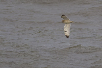 Short-eared Owl / Velduil