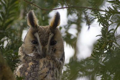 Long-eared owl / Ransuil