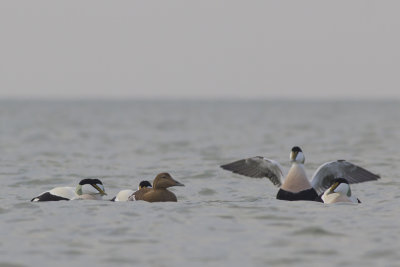 displaying Common Eiders / baltsende Eiders