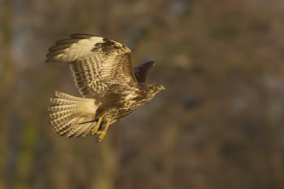 Common Buzzard / Buizerd