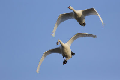 Mute Swans / Knobbelzwanen