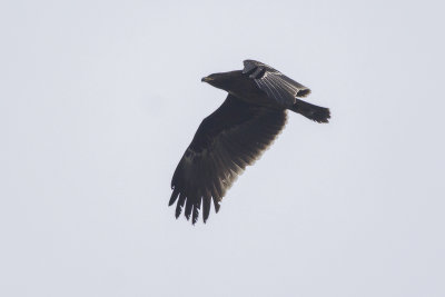 Greater Spotted Eagle / Bastaardarend