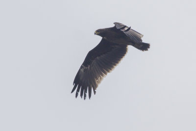 2cy Greater Spotted Eagle / 2kj Bastaardarend