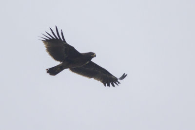 Greater Spotted Eagle / Bastaardarend