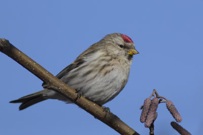 Common Redpoll / Grote Barmsijs