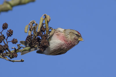 Common Redpoll / Grote Barmsijs