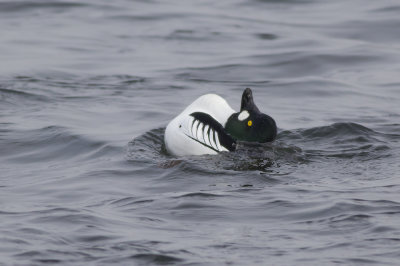 Common Goldeneye