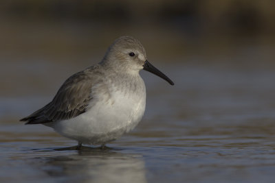 Dunlin / Bonte Strandloper