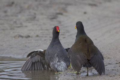 fighting Moorhens / vechtende Waterhoentjes