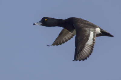 Tufted Duck / Kuifeend