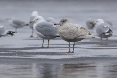 Glaucous Gull / Grote Burgemeester