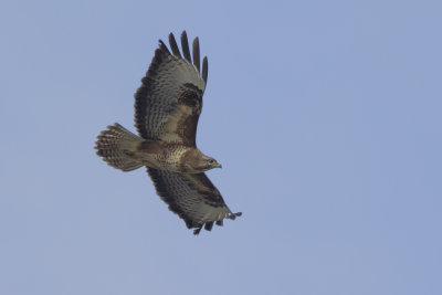 Common Buzzard / Buizerd