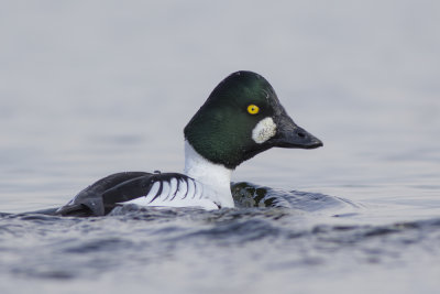 Common Goldeneye / Brilduiker