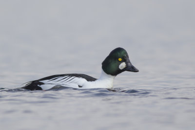 Common Goldeneye / Brilduiker