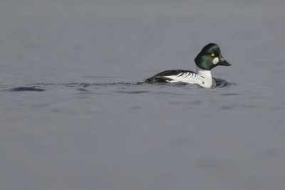 Common Goldeneye / Brilduiker