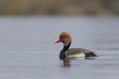 Red-headed Pochard / Krooneend