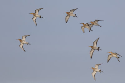 Black-tailed Godwits / Grutto's