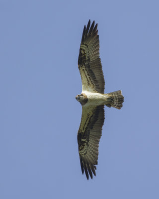 Osprey / Visarend