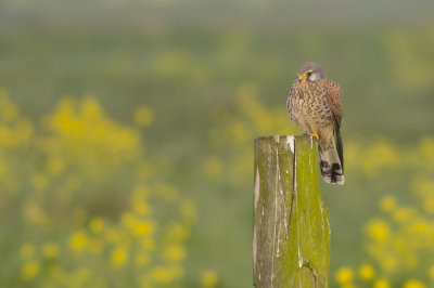 Common Kestrel / Torenvalk