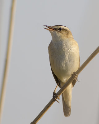 Sedge Warbler / Rietzanger