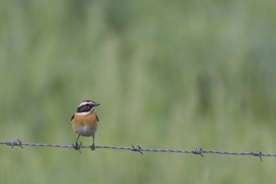 Whinchat / Paapje